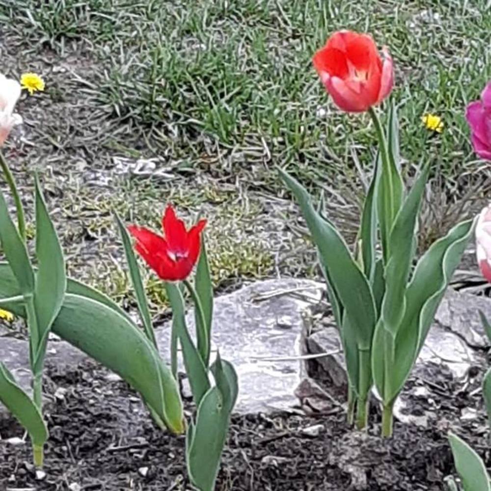 Meet your Posher, Lisa ly